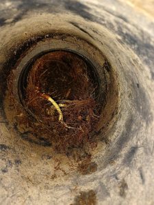 Drain Fortin